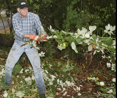 Dan Streiffert clears blackberry vines Saturday at Soos Creek Park.