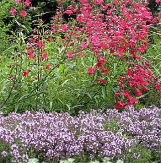 Thyme and other herbs allow gardeners to have beautiful flowers and edible plants that are attractive and easy to maintain.