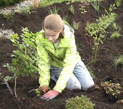 Grace Montgomery works on planting in the Tahoma Junior High rain garden project Sept. 28.