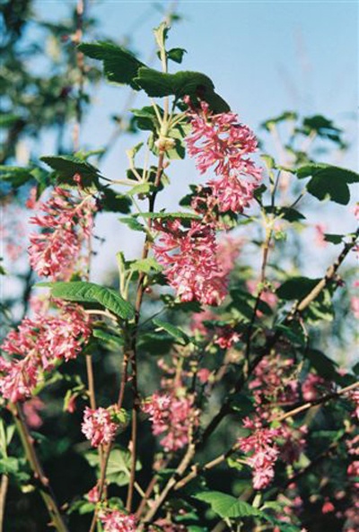 Red flowering currant plants are one of many eco-friendly plants to put in your garden.