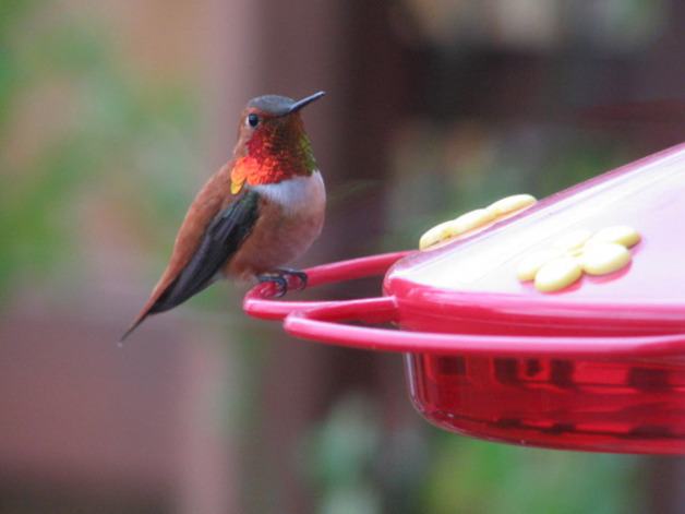 A hummingbird feeds in Paul Clark’s backyard in Maple Valley.