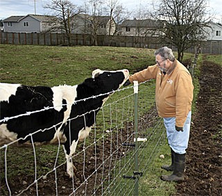Richard Gradwohl pets his miniature Holstein. Gradwohl owns the Happy Mountain Miniature Cattle in Covington.