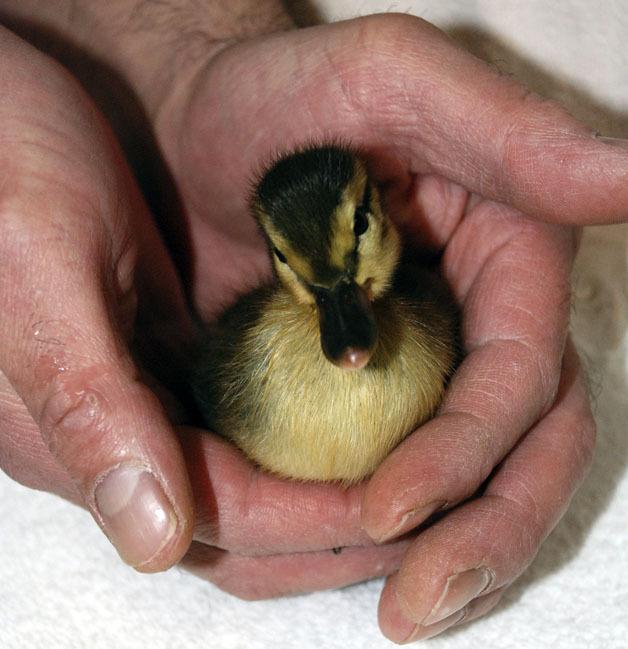 A baby duck is cradled in the hands of Tigger Birch of South Sound Critter Care. The duckling and its siblings will be at SSCC for six to eight weeks.