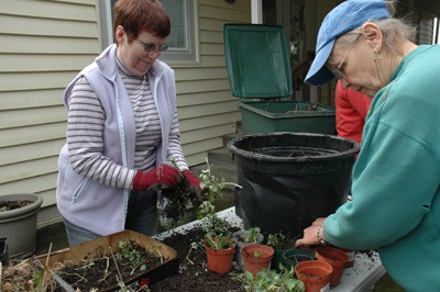 Becki Lenhart and Diane Olson prepare plants for the Friends of the Black Diamond Library plant sale.