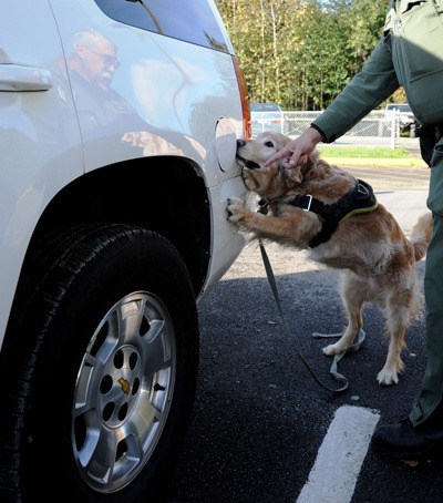 K-9 drug dog alerts on two cars at Tahoma High School during sweep - Maple  Valley Police Report | Slide Show | Covington-Maple Valley Reporter