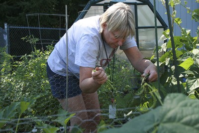 Susan Davidson collects green beans from the garden behind Glacier Park Elementary to be donated to the Maple Valley Food Bank.