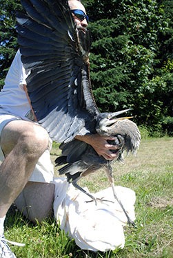 Tigger Birch prepares to release a great blue heron into a King County-owned swampland of 64th Avenue South in Kent July 6. Birch