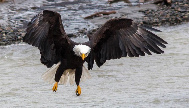Eagle on approach