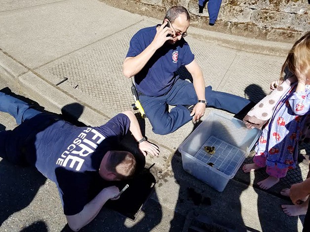 Black Diamond firefighters rescue 11 ducklings from storm drain Sunday.