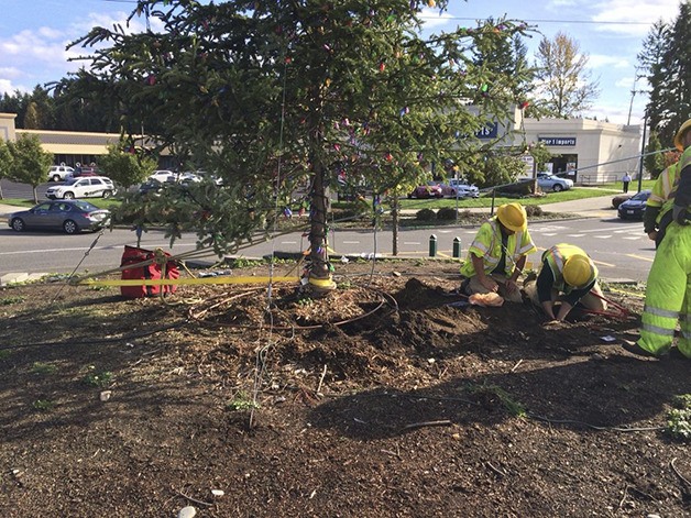 A Covington crew reinforces the Community Tree that was blown to the ground after the Oct. 25 windstorm. A new tree will be replanted in its place next year.