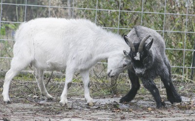 Pygmy goats butt heads at the former United Rentals site across from the Covington library Nov. 16.