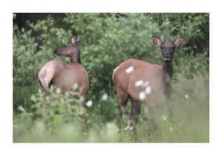 A pair of elk contemplated crossing a road in Maple Valley as dusk was falling June 27. They were spotted near the old Tahoma Middle School and gave a photographer ample time to click away.