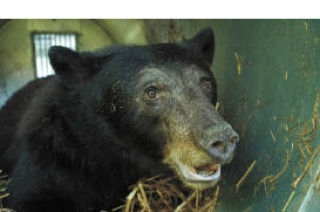 Bears like this one that stray into the Covington and Maple Valley areas are trapped humanely and returned to the wild.