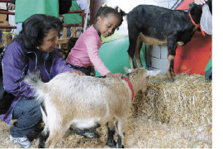 Goats in a petting zoo are among the attractions for families at the Puyallup Fair