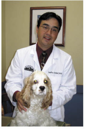 dogs dr