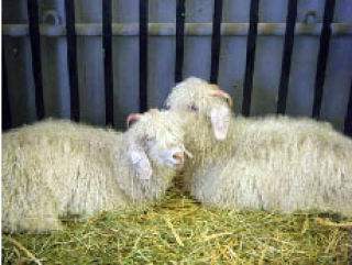 Sheep from the Pines Farm in Maple Valley were among the Puyallup Fair’s attractions in the animal barns last Saturday on opening weekend. The fair continues seven days a week through Sept. 21.