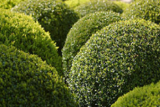 June is the right time to give your evergreen bushes a healthy trim.