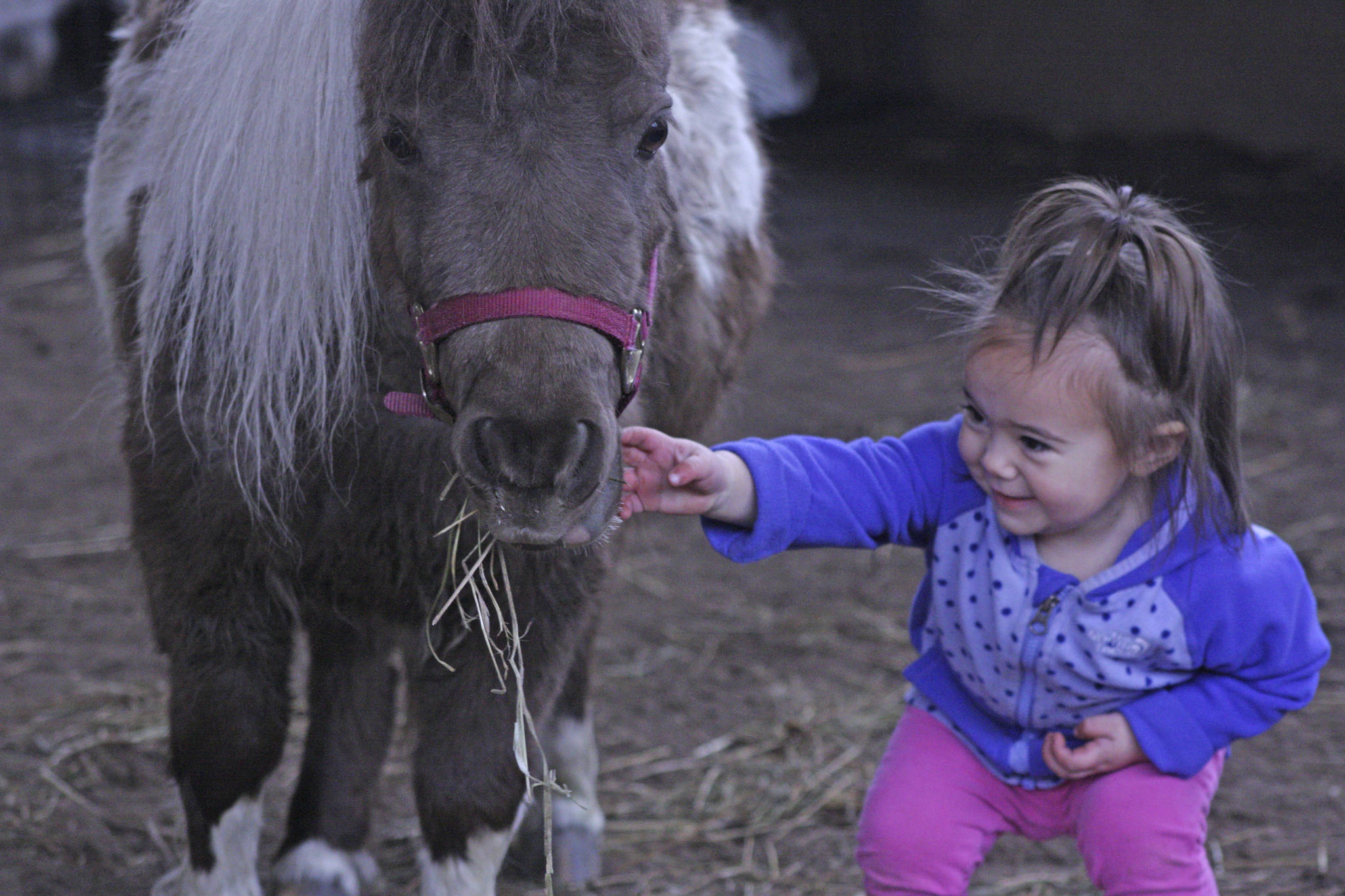 Kids play with ponies during Western Days at Reber Ranch