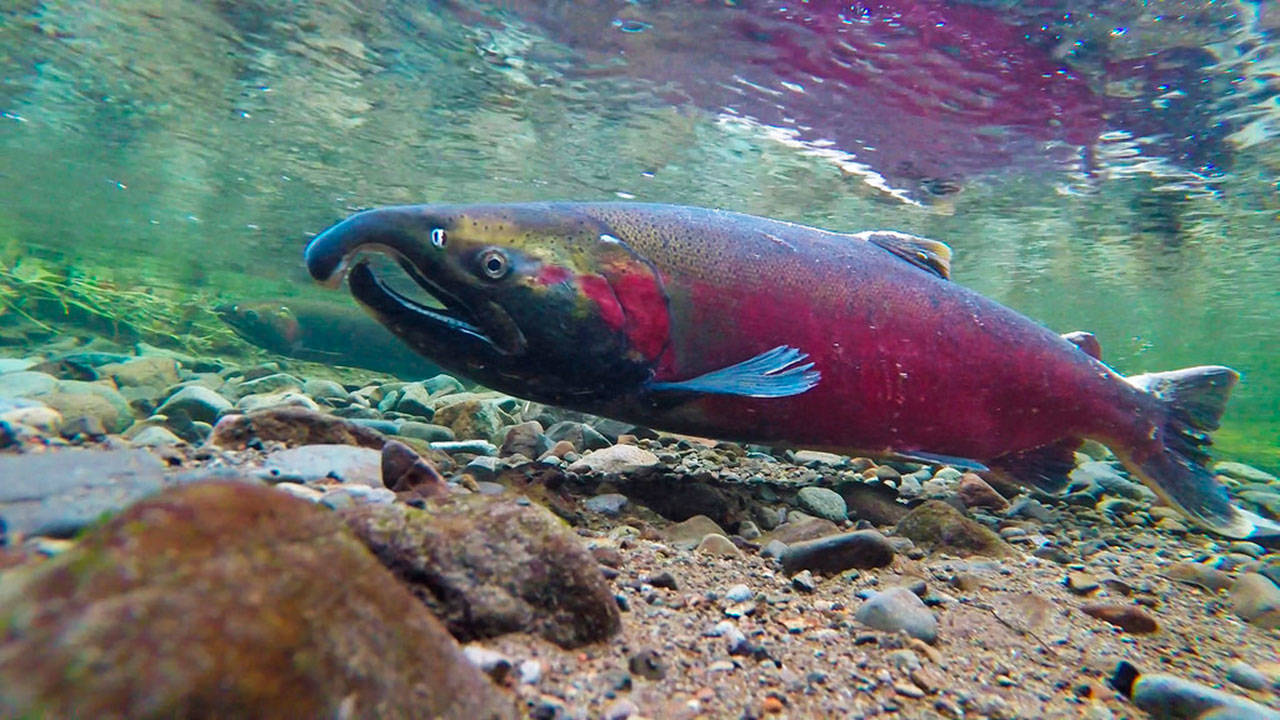 Grants help salmon habitat work, programs in Lake Washington-Cedar-Sammamish watershed