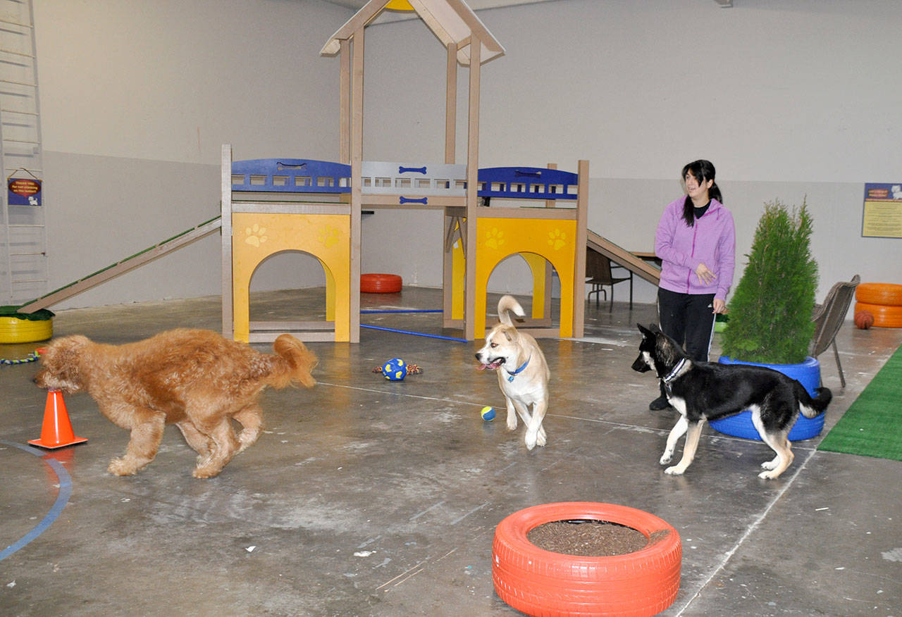 Raina Labrum plays with her dog, Riven, right, as well as Daisy, center, and Poby, left, at Piper’s Playground indoor dog park in Federal Way. Heidi Sanders, the Mirror