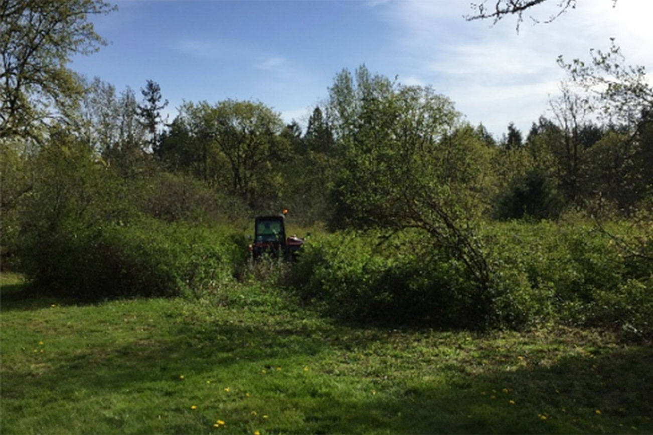 Jenkins Creek Park overgrowth being cleared to restore Oak Prairie