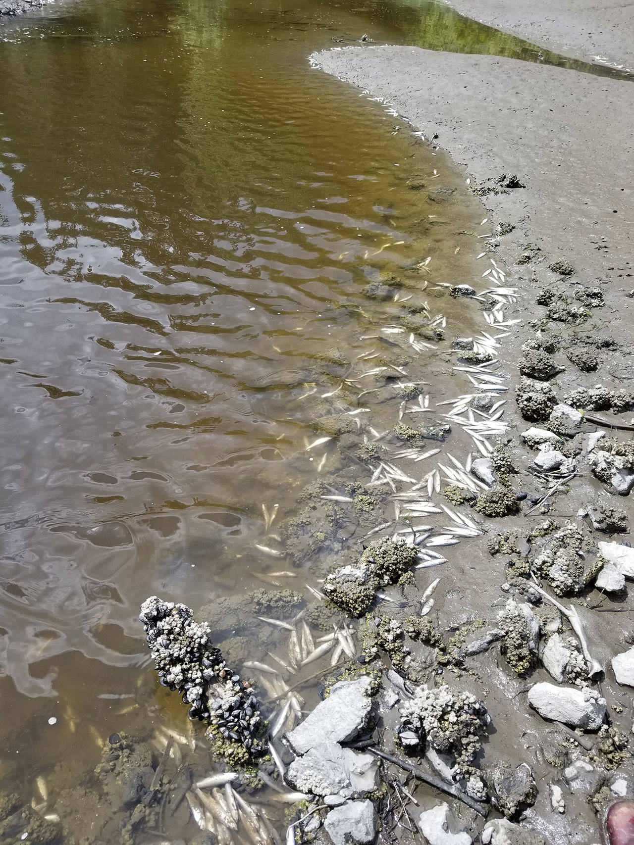 Hundreds of smelt wash ashore in Liberty Bay