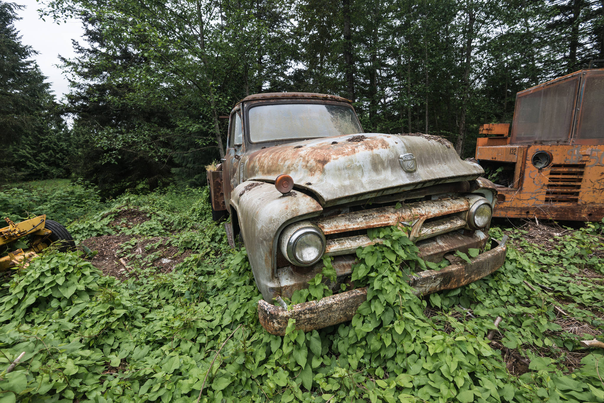 A rusting vintage truck finds it’s bed amongst the overgrowth at Pillon’s property. Photo by Caean Couto