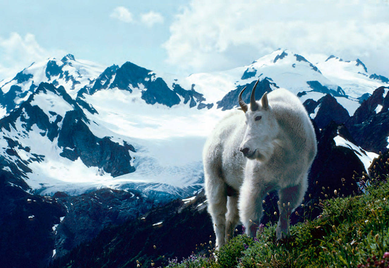 A mountain goat stands in the foreground of a view of Mount Olympus in Olympic National Park. (Roger Hoffman/National Park Service)