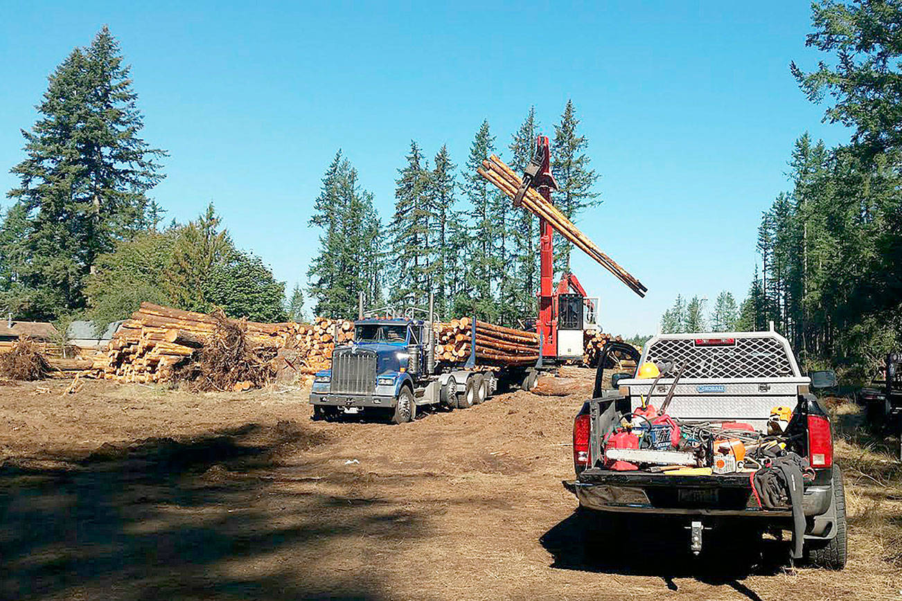 Submitted photo from the city of Maple Valley                                Trees being removed from Summit Park construction site.