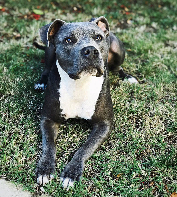 Even though 2-year-old Maggie is a beloved pet, she is subjected to breed-based discrimination in Washington municipalities that ban pit bulls. Proposed legislation would make allowances for well-behaved canines regardless of pedigree. Photo by Tessa Kriechbaumer
