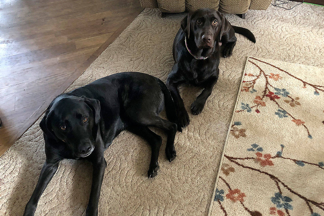 Polo and Tugs got out of Monica Sauerwein’s house on Jan. 27. They were later found thatafternoon. Thanks to someone, Tugs was found and taken to a vet to see if he was chipped. Polo returned home on his own not long after. Submitted photo from Monica Saurerwein.
