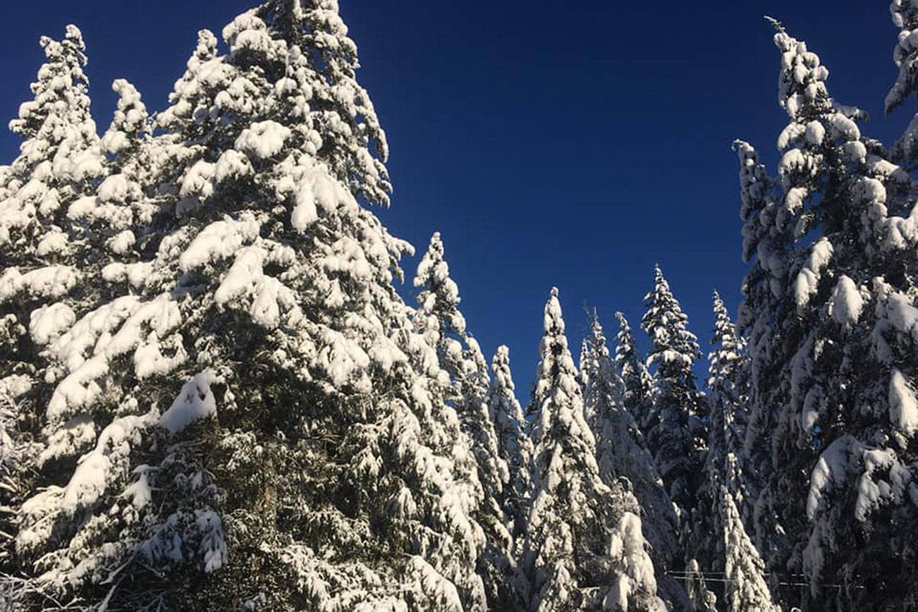Snowy trees submitted to the Reporter by Danielle Lewis