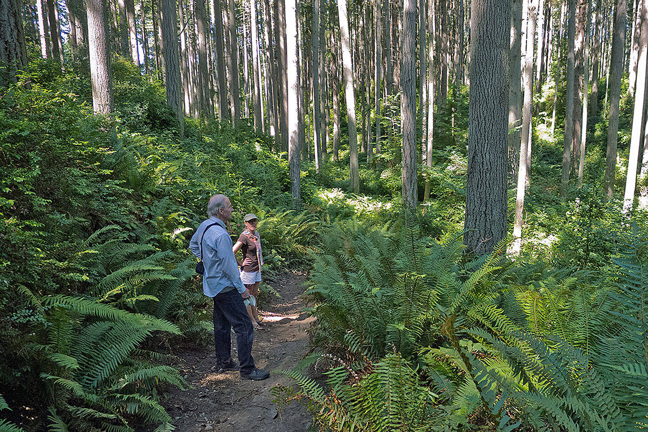 Walkers rest amid the trees at Island Center Forest on Vashon Island, which is part of King County. Many trees around Western Washington are struggling, including Western hemlock on Vashon, likely from drought stress. Photo by Susie Fitzhugh