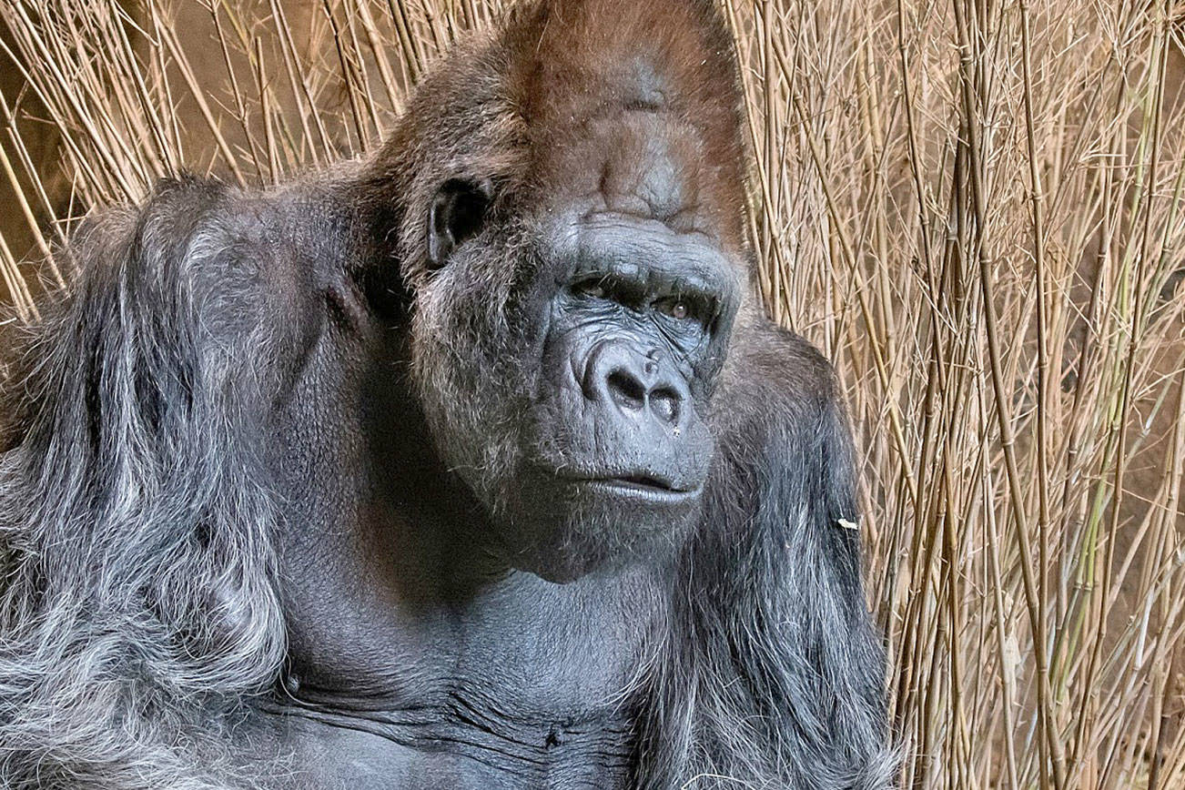 Pete, with his companion Nina, served as “the foundation” of the zoo’s gorilla program when he first arrived in Seattle in 1969. Photo courtesy of Dennis Dow / Woodland Park Zoo