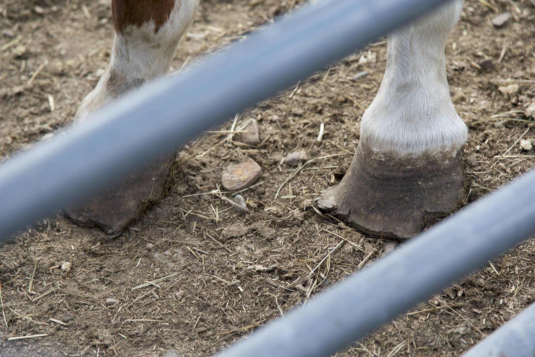 Horse hooves need to be trimmed on a regular basis and is a major task involved with horse management. Improper management of a horse’s hooves can lead to lameness. Ashley Hiruko/staff photo