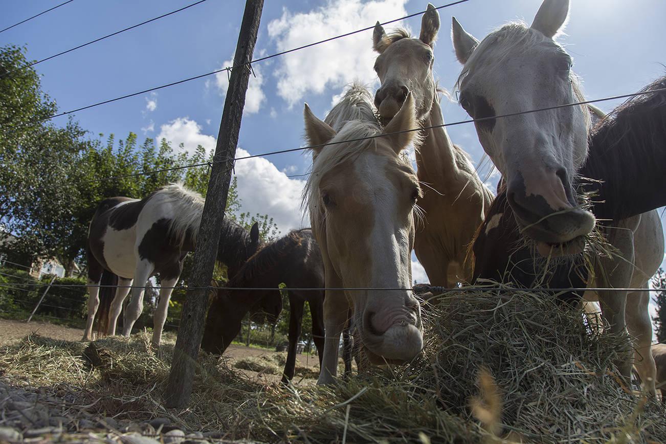 More than 100 horses are being hoarded by a nonprofit in Puget Sound