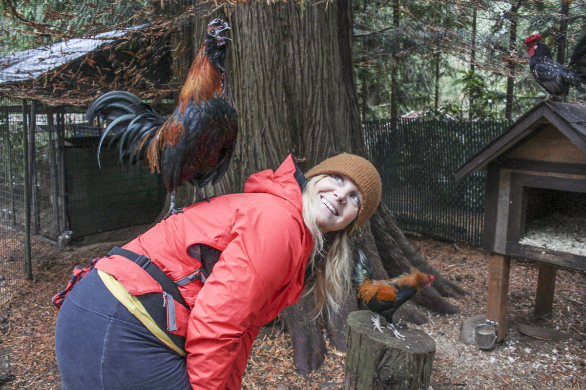 Beetle the rooster likes to jump on Jenny Rae at Rooster Haus Rescue in Fall City. Natalie DeFord/staff photo