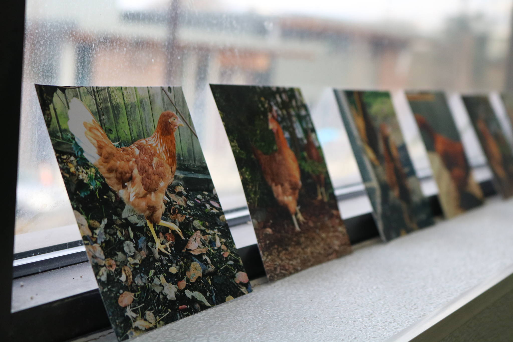Pictures of chickens are displayed in the break room at Rebellyous. Aaron Kunkler/staff photo