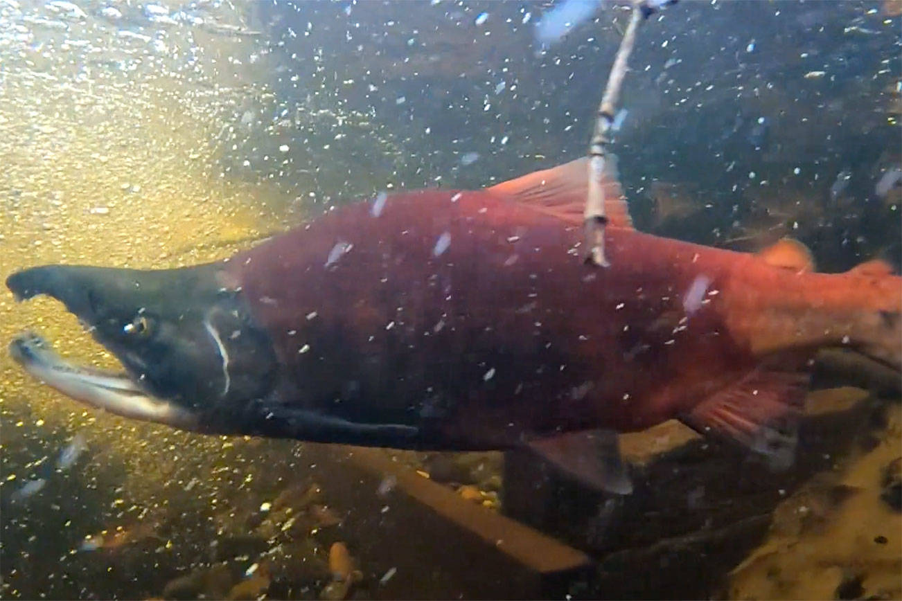 Freshwater variety of kokanee salmon from Lake Sammamish. File photo