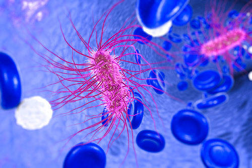E. coli. Photo courtesy of the Food and Drug Administration