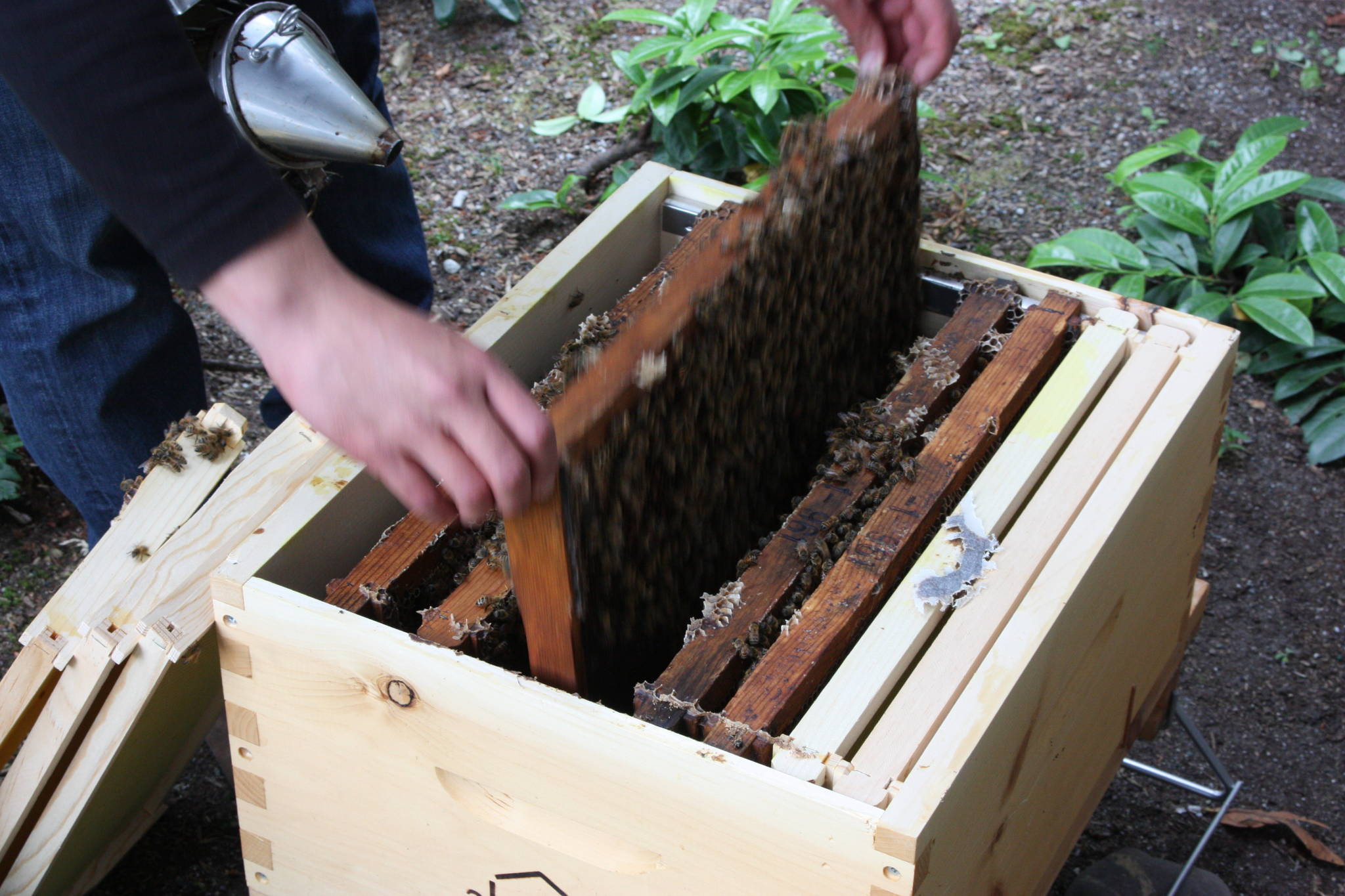 Pedro Miola removes a panel out of the hive box. (Photo by Cameron Sheppard)
