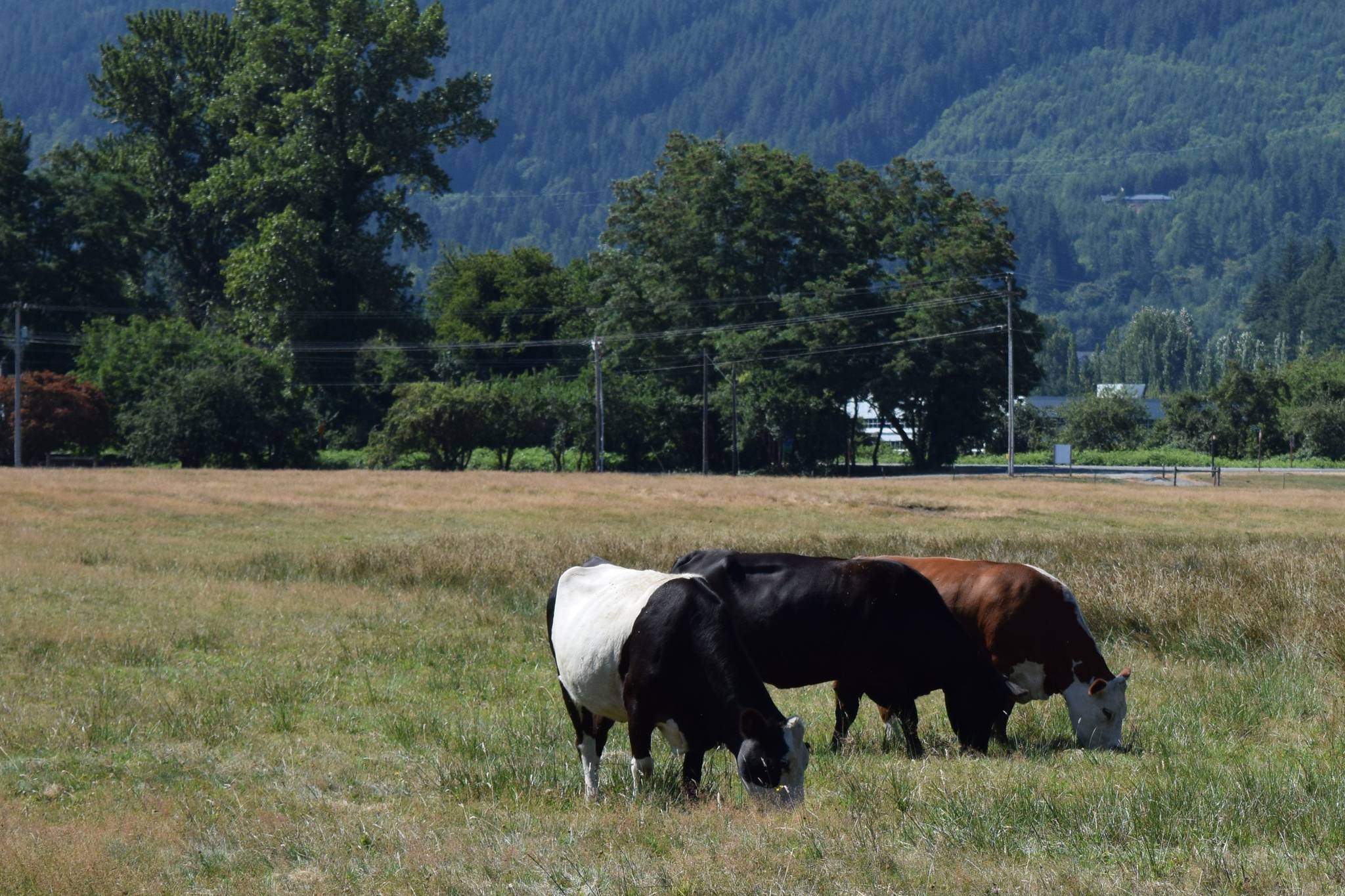 Cows at Tollgate Farm Park in North Bend. Photo by Conor Wilson/Snoqualmie Valley Record