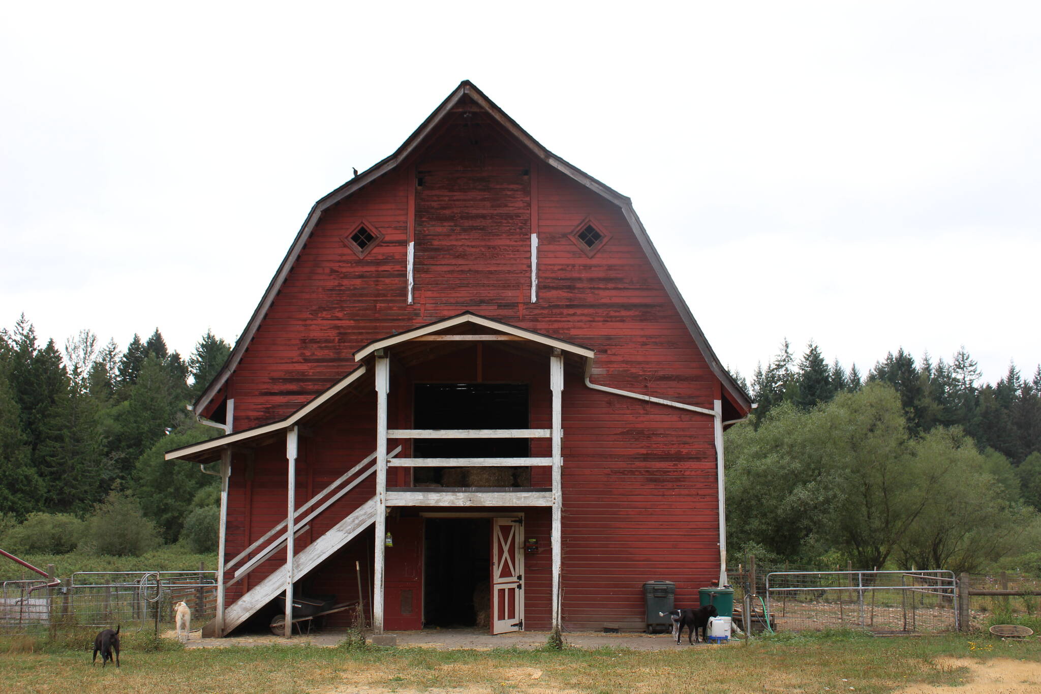 The barn on the property is actually eligible to be on the historical registry, according to Ellen. Photo by Bailey Jo Josie/Sound Publishing.