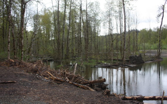 The site of where the Lones Levee was cleared on Green River to restore salmon habitat. (Cameron Sheppard/Sound Publishing)