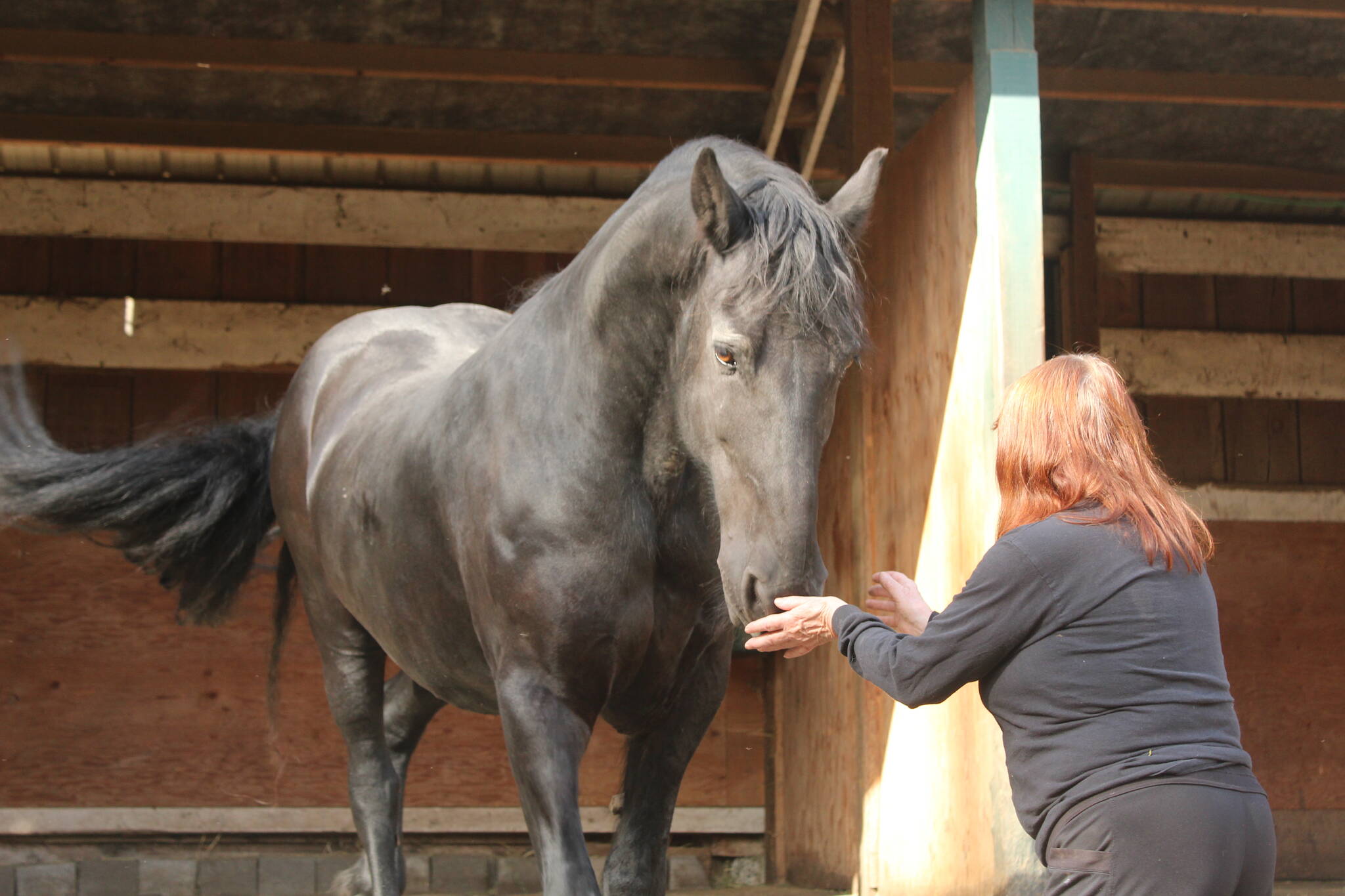 Dante is from the Netherlands and currently lives at Serenity Equine. He is a therapy horse who works with veterans from the Odyssey Project for Wounded Warriors. (Photos by Bailey Jo Josie/Sound Publishing)