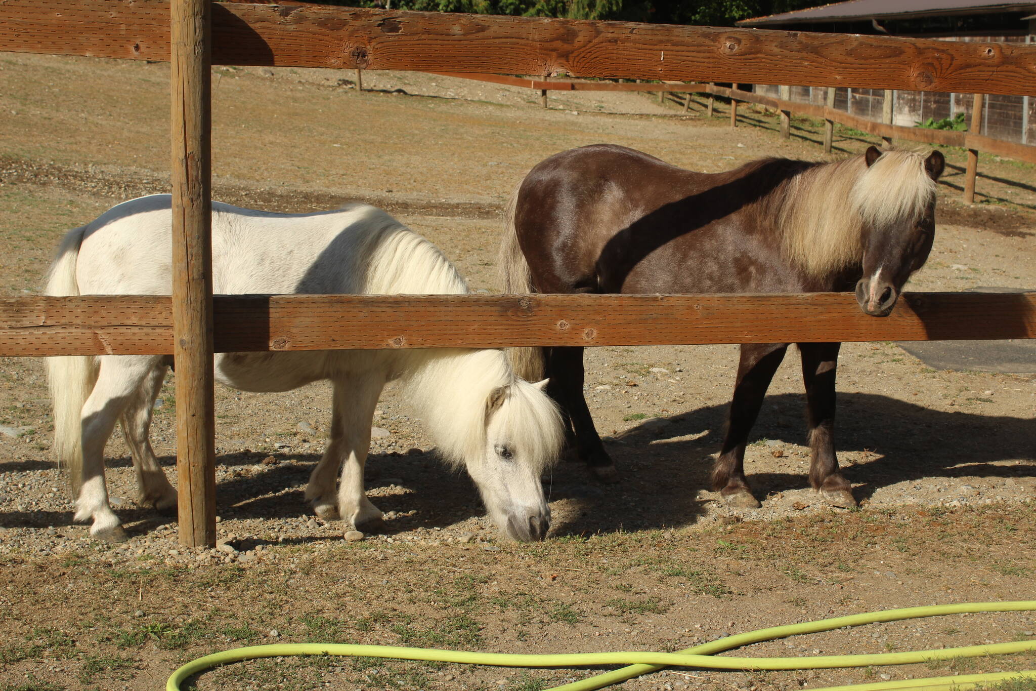 (Photos by Bailey Jo Josie/Sound Publishing) 
Blue (left) and Stormy are miniature horses living at Serenity Equine. They stand at 32-inches and 34-inches tall.