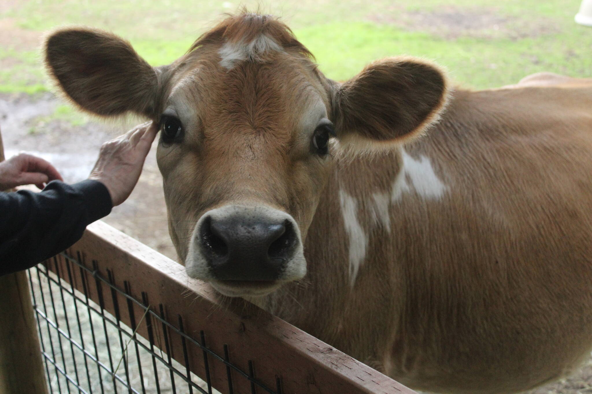 Moo is the lone bovine at Serenity Equine.
