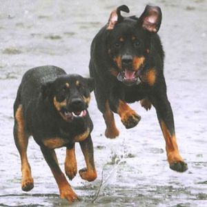 Tank and Max