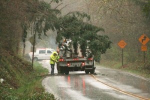 A fallen tree on Witte Road and 228th Street knocked power out to about 2