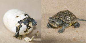 Turtles and other animals of the world were fun subjects at Cedar Valley Elementary School Tuesday.
